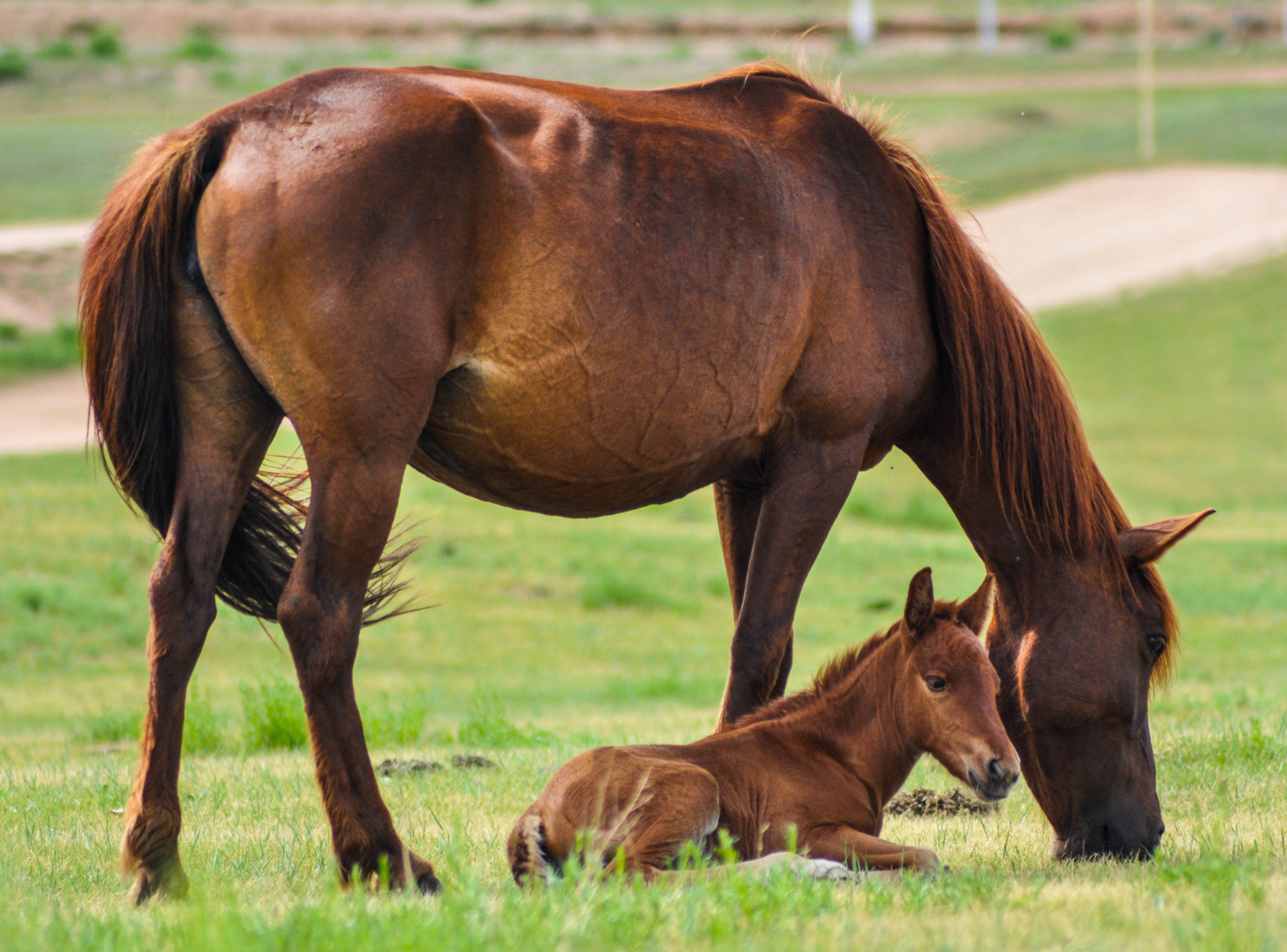 Two horses on a farm